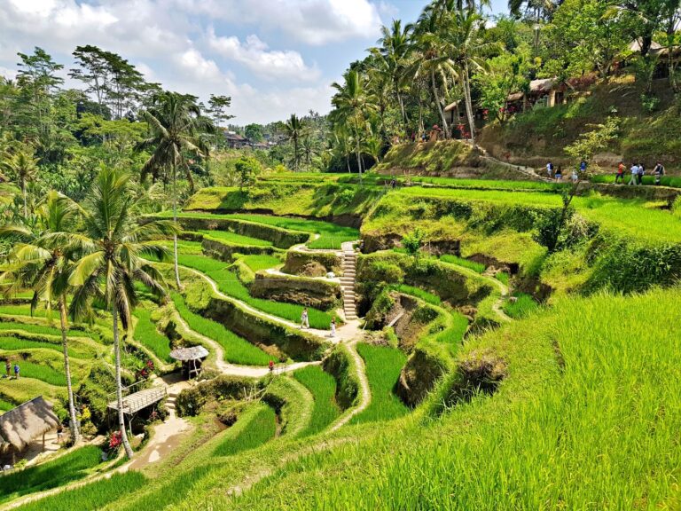 Beautiful Ubud rice field Tegalalang Rice Terrace