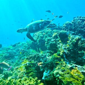 Gamat bay under water turtle