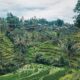 Tegalalang Rice Terrace