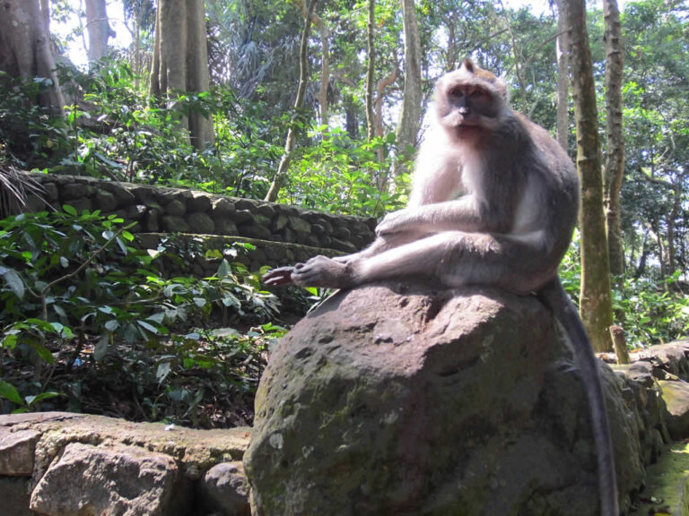 Sacred Monkey Forest Sanctuary